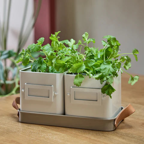 Burgon & Ball | Herb Pots - Mushroom | Shut the Front Door