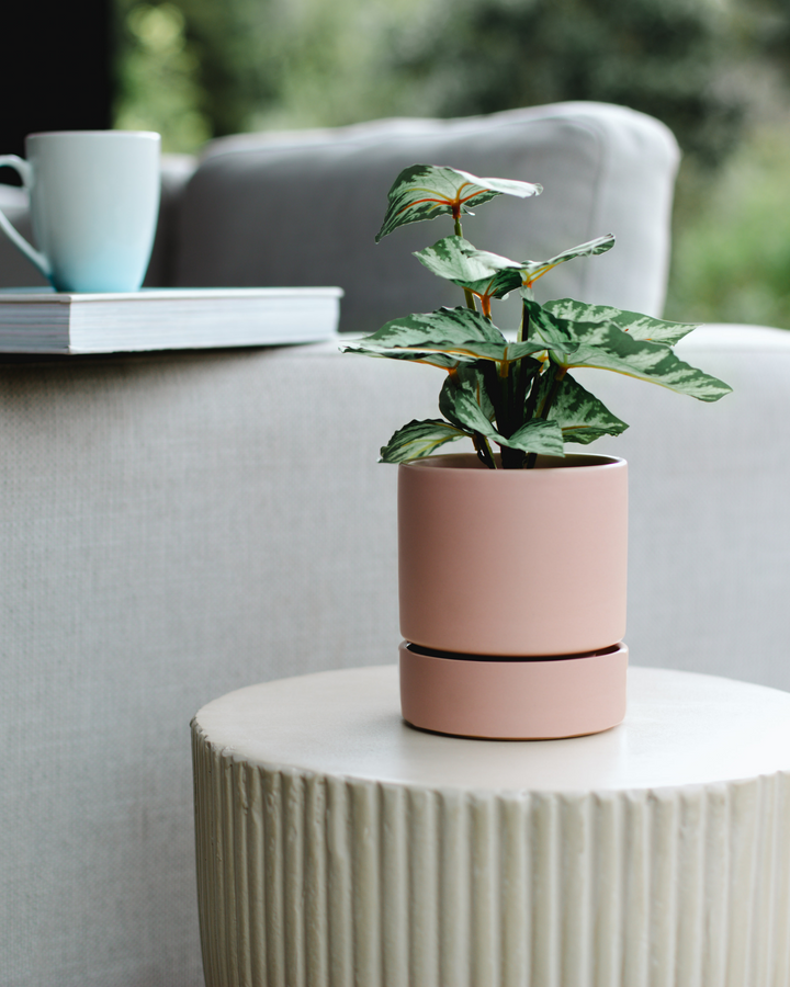 Garcia | Billie Planter Medium - Dusty Rose | Shut the Front Door