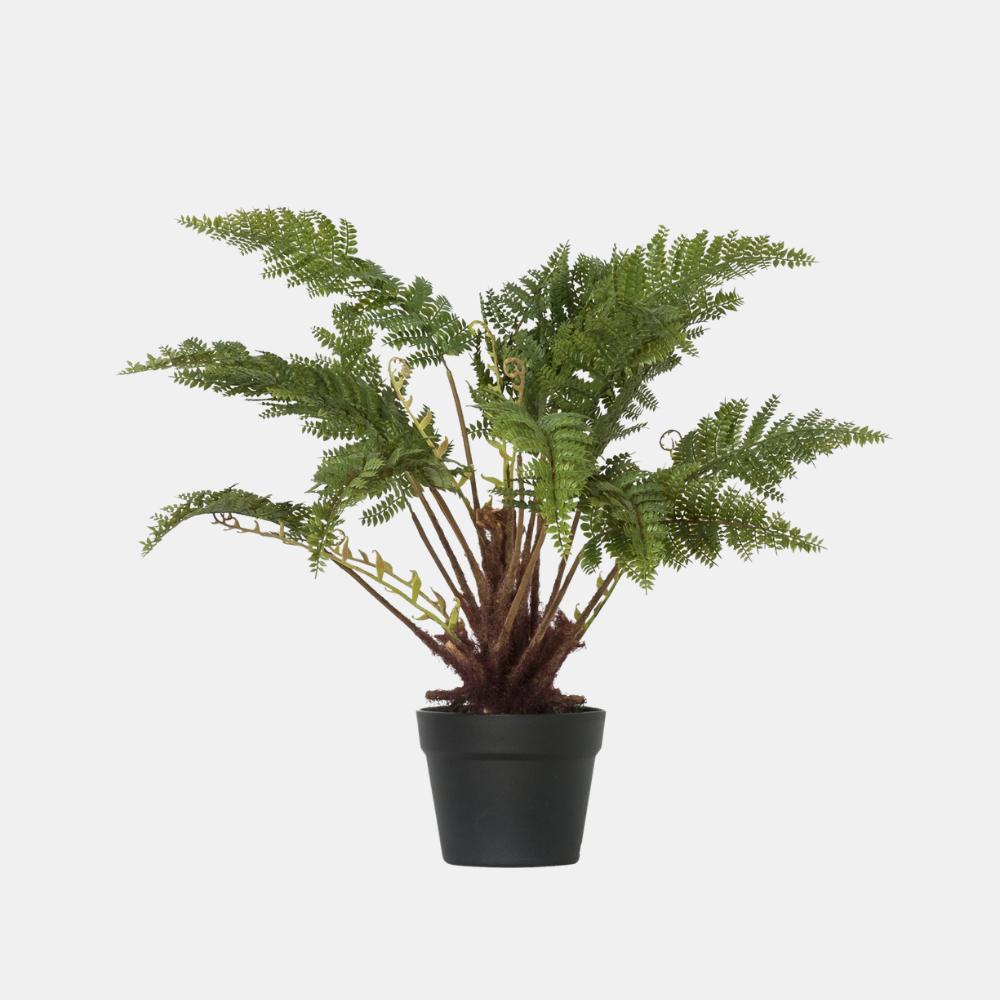 General Eclectic | Plant Fern Small | Shut the Front Door