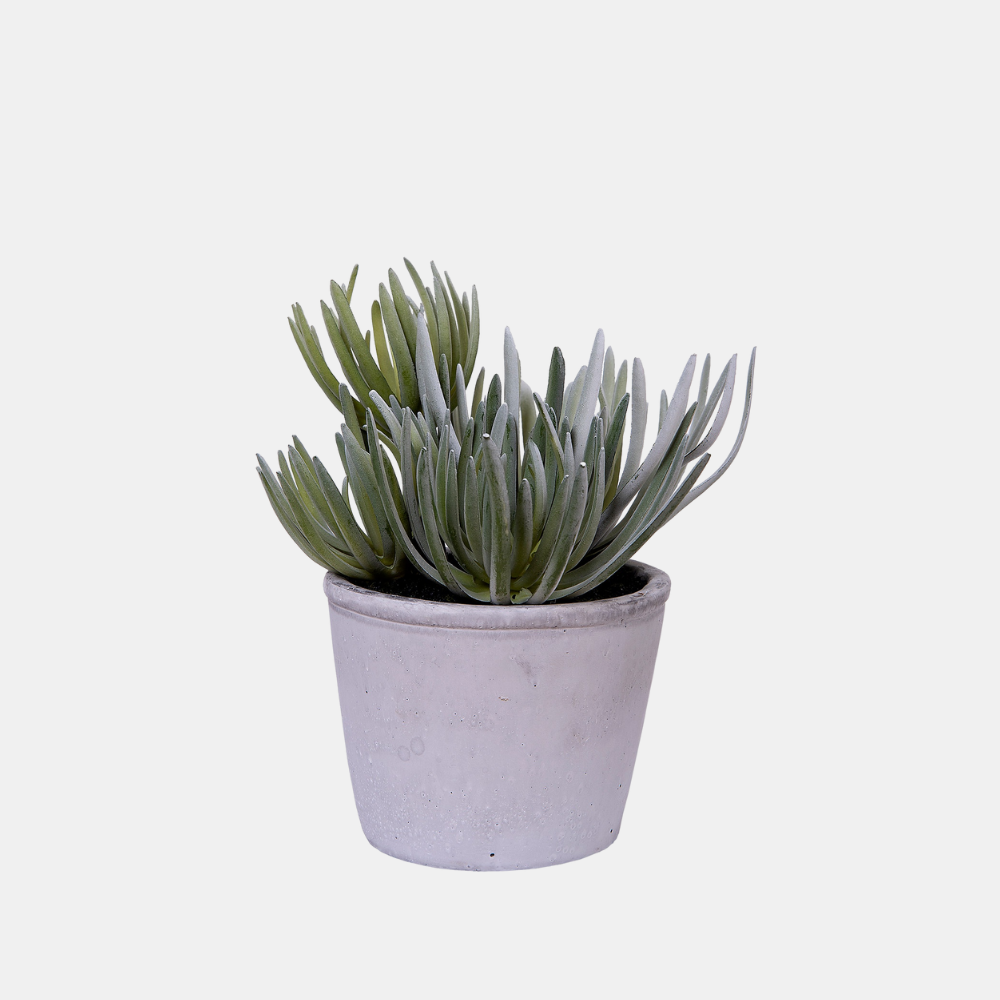 blue pencil succulent General Eclectic | Blue Pencil Succulent | Faux Plant