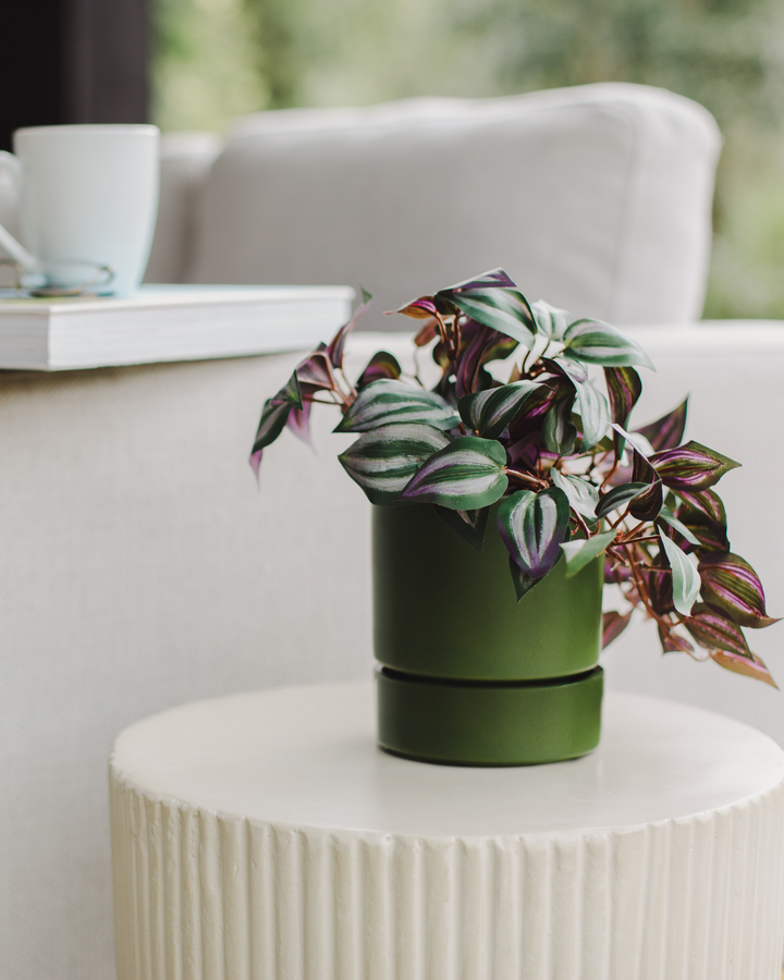 Garcia | Billie Planter Small - Olive | Shut the Front Door