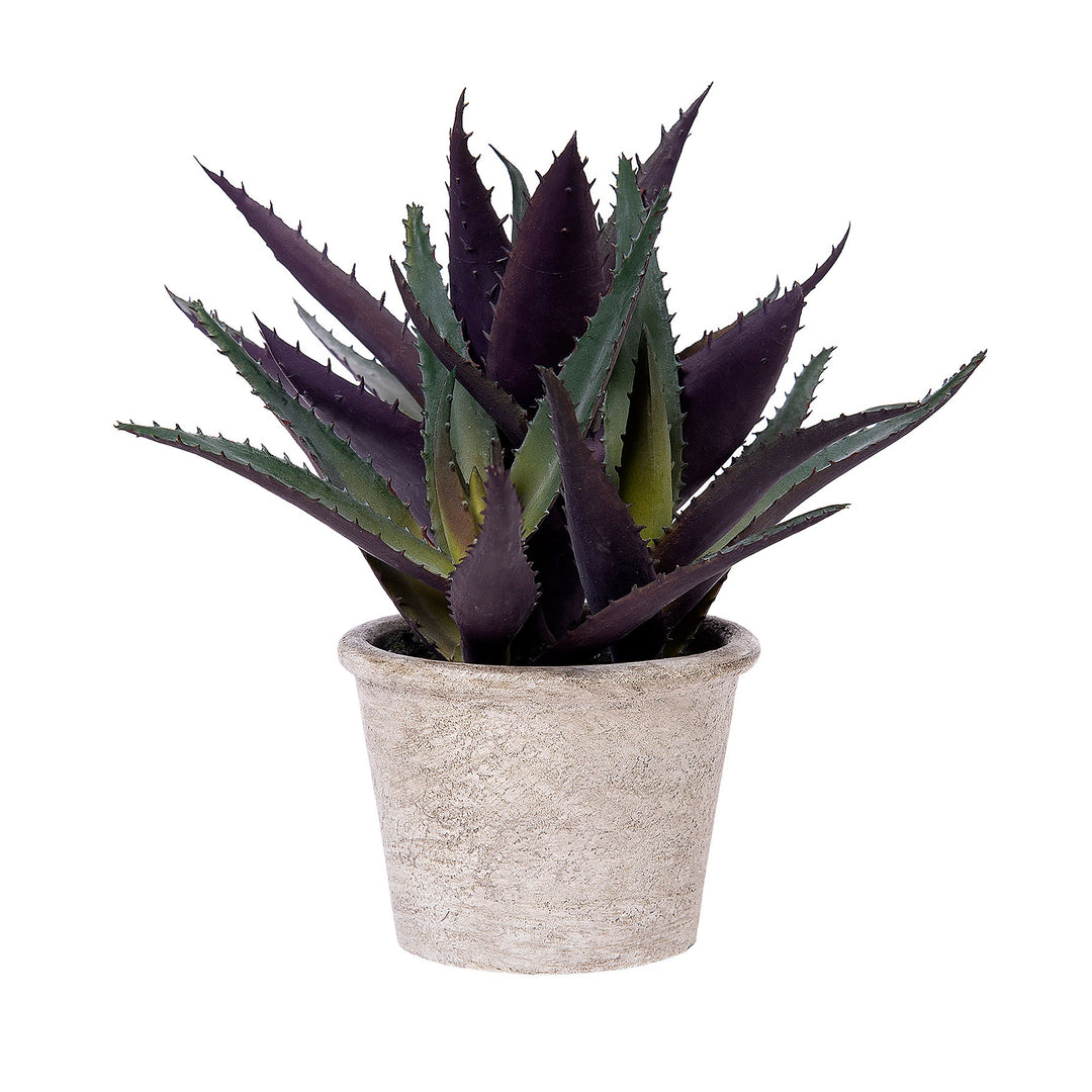 General Eclectic | Black Gem Aloe Vera Plant | Shut the Front Door