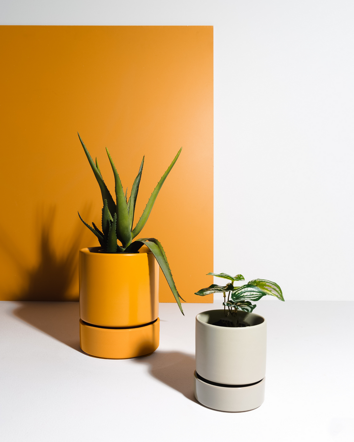 Garcia | Billie Planter Medium - Mustard | Shut the Front Door