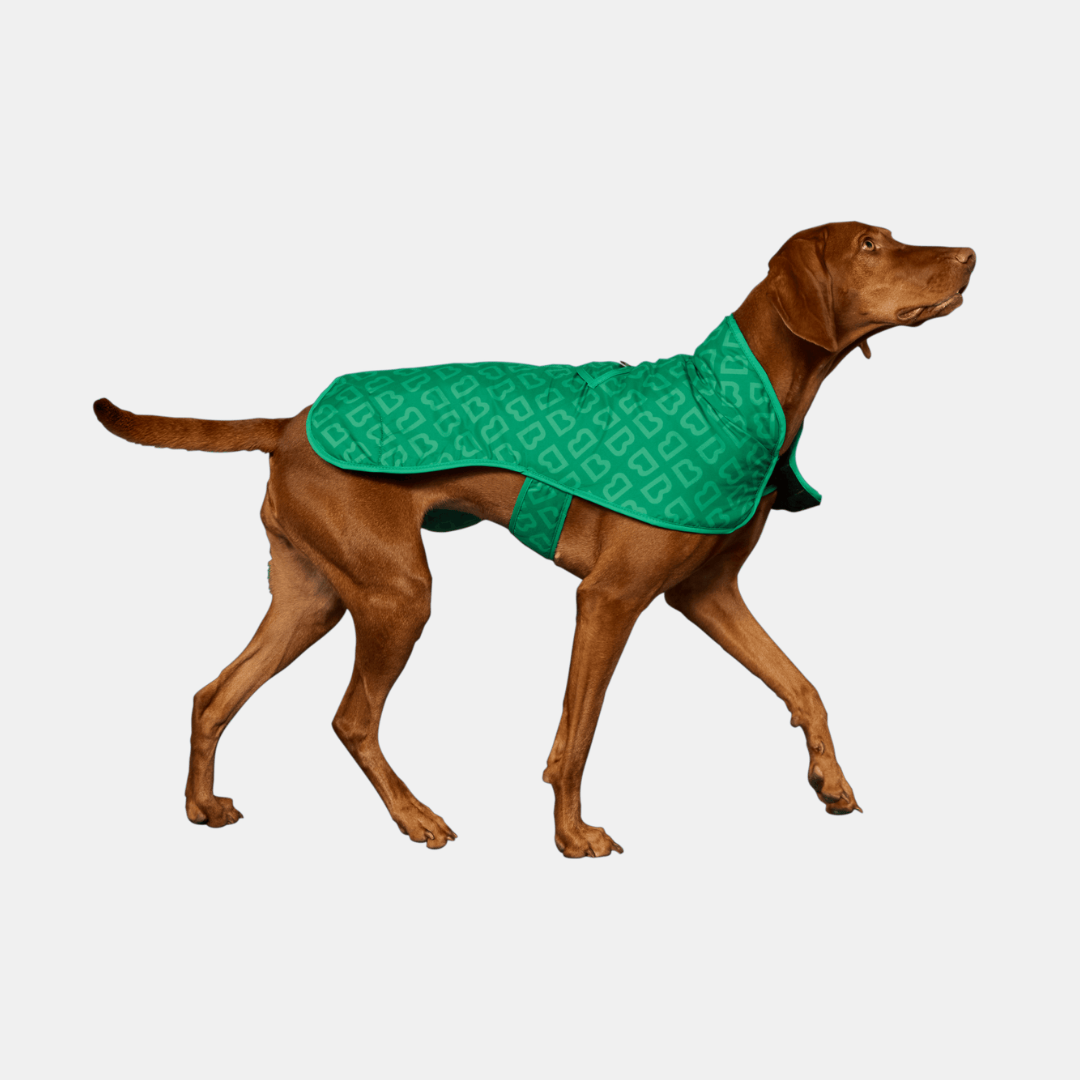 Blunt | Blunt Green Dog Coat - Medium | Shut the Front Door