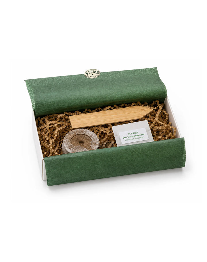 Everyday Wonders | Everyday Wonders Seed Kit - Statice | Shut the Front Door