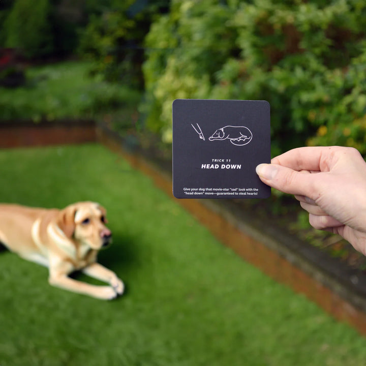 Party Tricks For Dogs