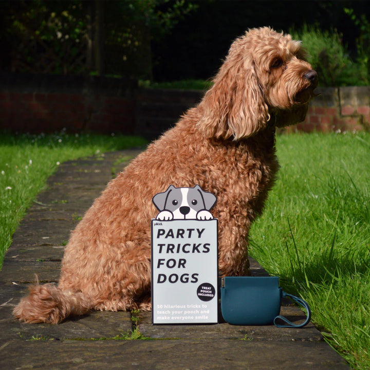 Party Tricks For Dogs