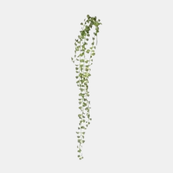 Rogue | Angel Vine - Green | Shut the Front Door