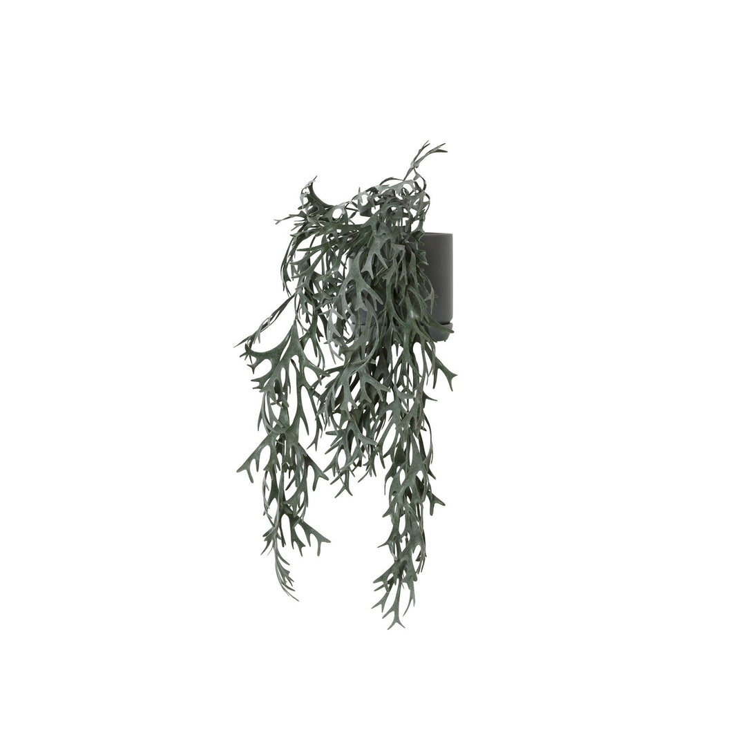 General Eclectic | Plant Hanging Staghorn Fern | Shut the Front Door