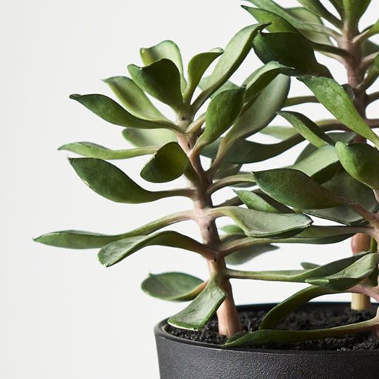 Floral Interiors | Succulent in Pot | Shut the Front Door