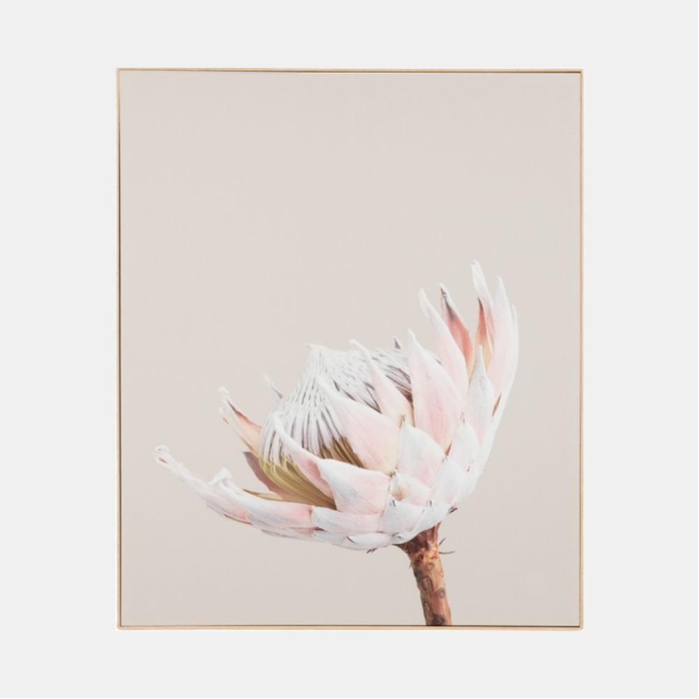 Middle of Nowhere | Framed Canvas - King Protea 1 | Shut the Front Door