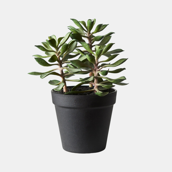 Floral Interiors | Succulent in Pot | Shut the Front Door