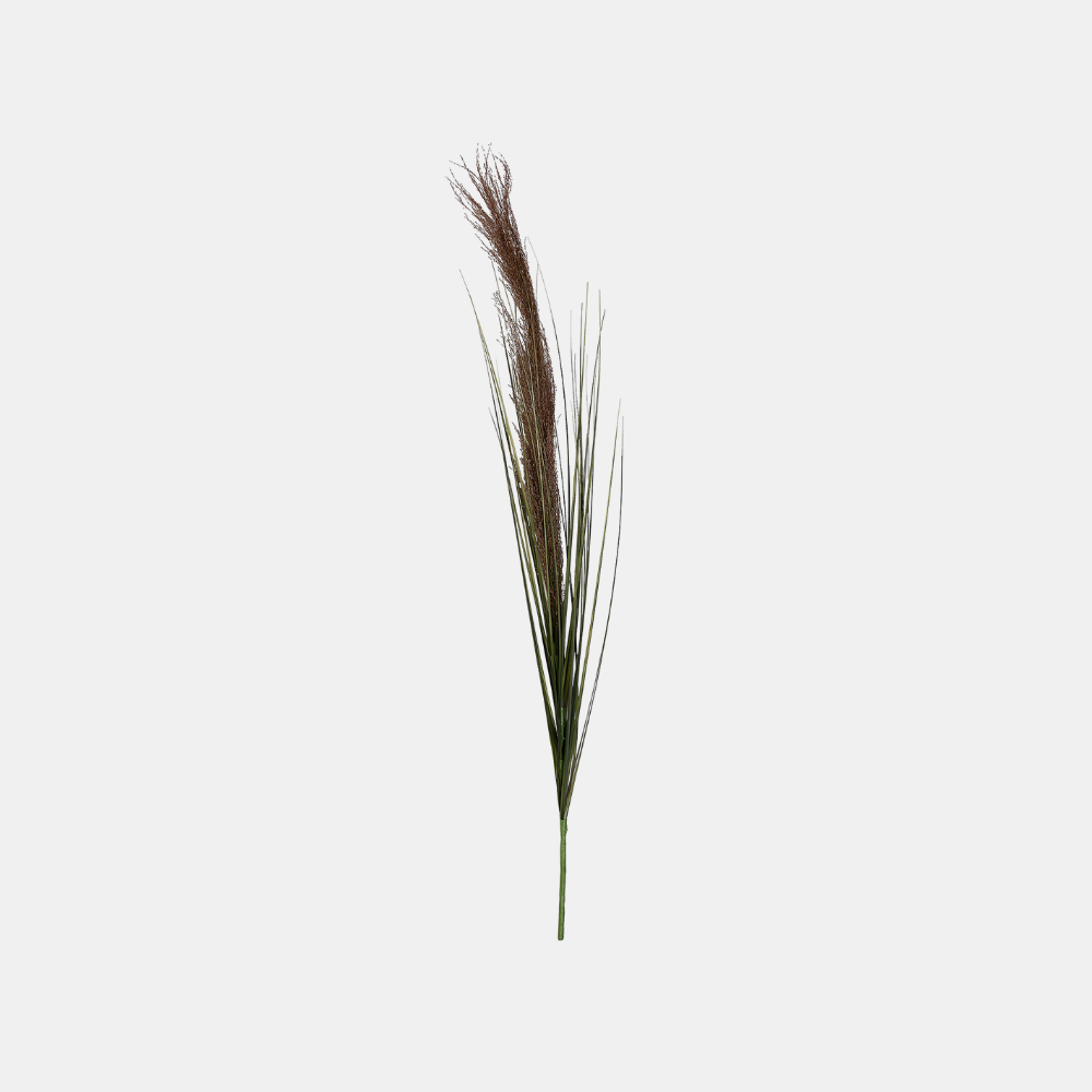 General Eclectic | Pampas Grass Stem | Shut the Front Door