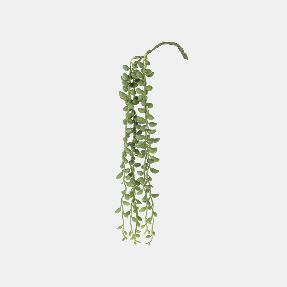 Rogue | Hanging Senecio - Green | Shut the Front Door