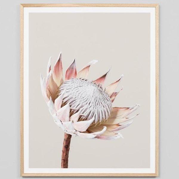 Middle of Nowhere | Framed Print - King Protea | Shut the Front Door