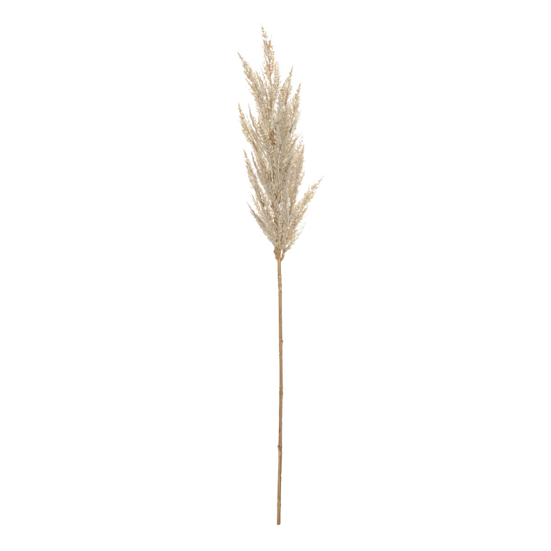 Albi | Pampas Grass Spray - 92cm Cream | Shut the Front Door