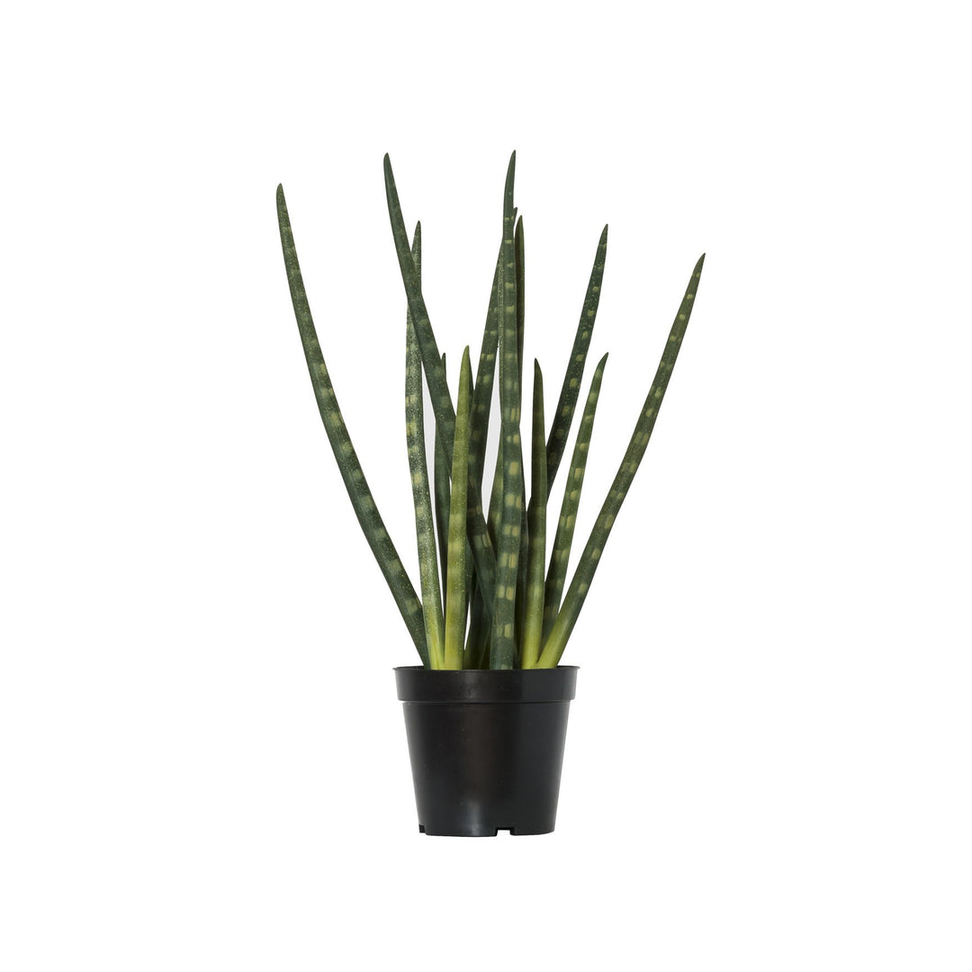 General Eclectic | Faux Plant - Snake Plant | Shut the Front Door