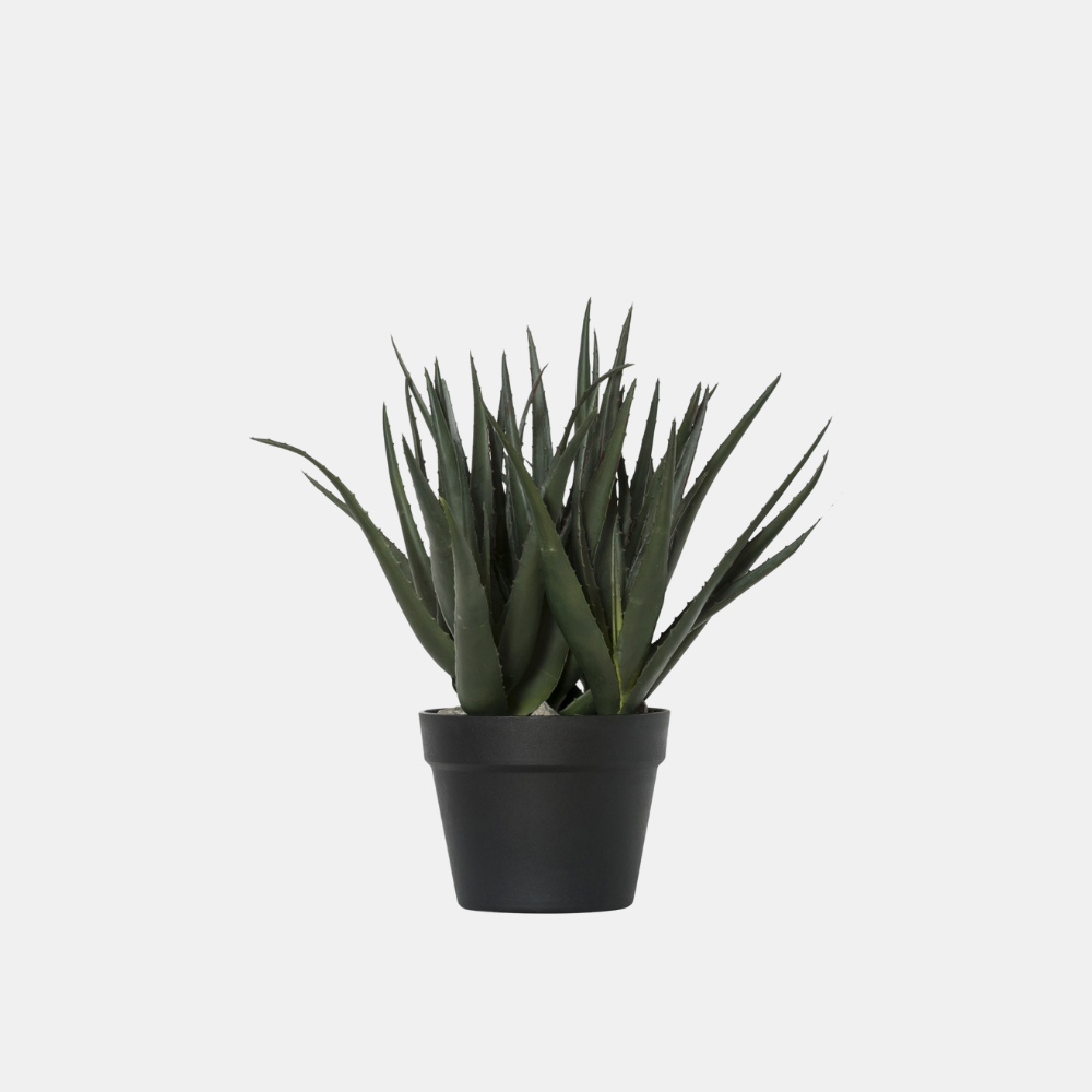 General Eclectic | Plant Aloe Large | Shut the Front Door