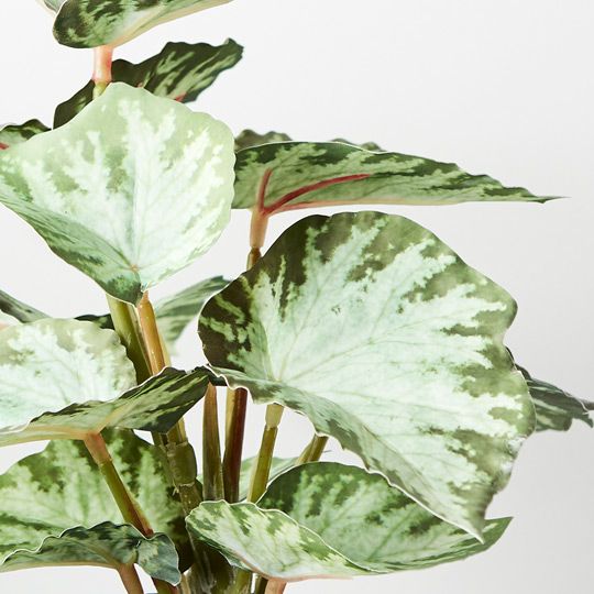 Floral Interiors | Begonia in Pot | Shut the Front Door