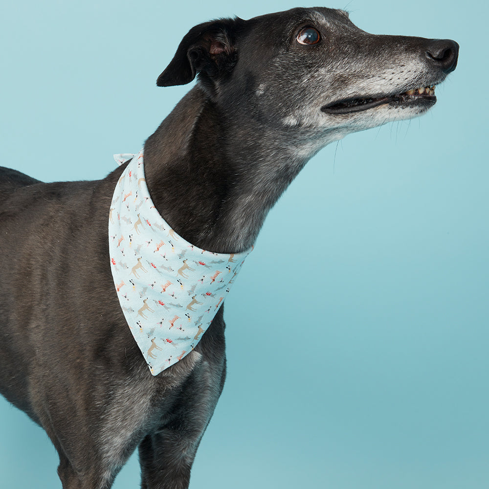 Pooch & Hound | Bandana Blue Dog | Shut the Front Door