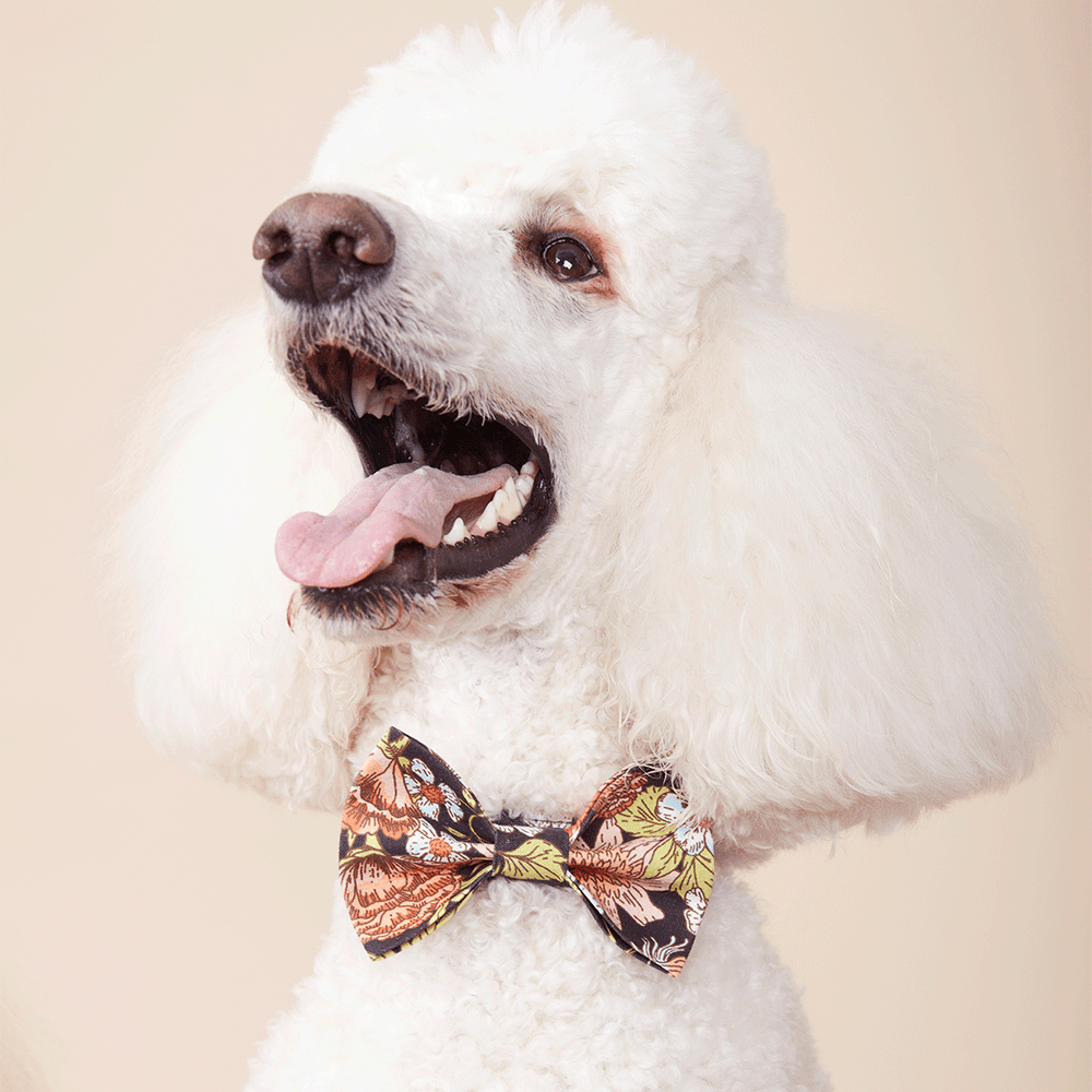 Pooch & Hound | Bow Tie Black Floral | Shut the Front Door