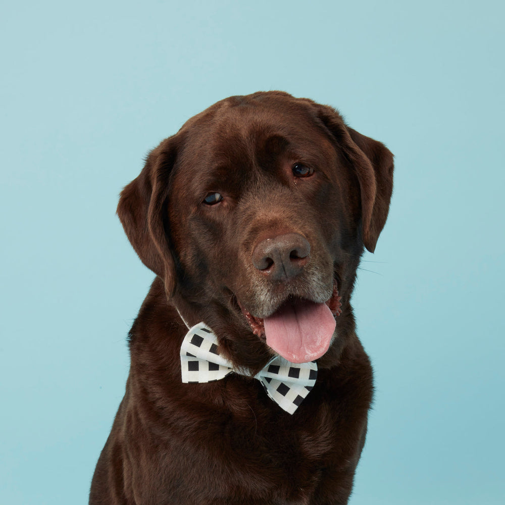 Pooch & Hound | Bow Tie Black & White Check | Shut the Front Door