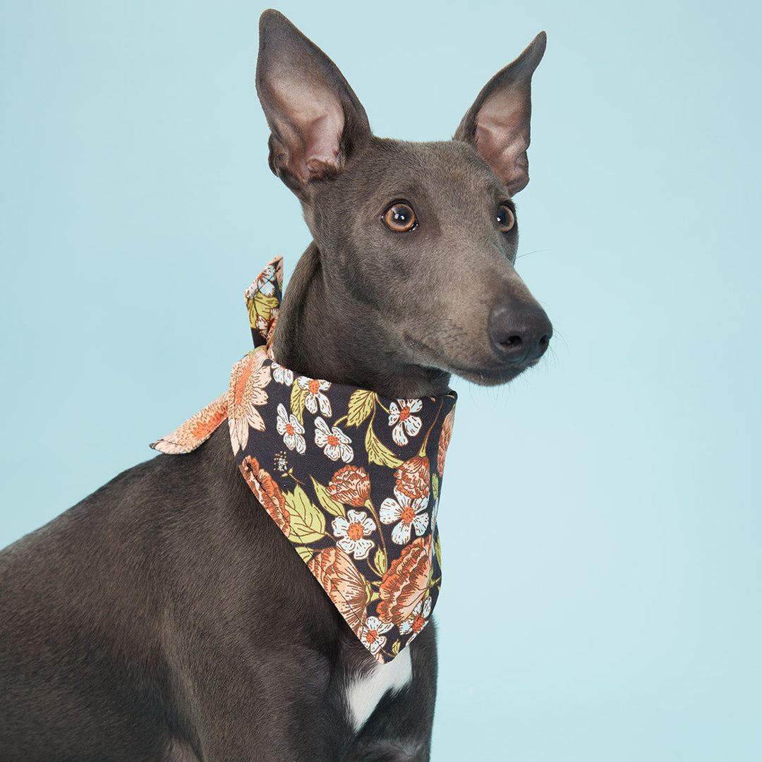 Pooch & Hound | Bandana Black Floral | Shut the Front Door