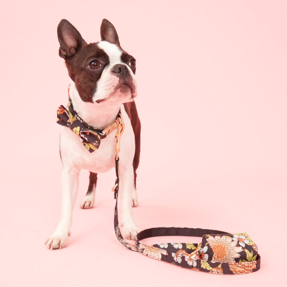 Pooch & Hound | Lead Print Black Floral - Small | Shut the Front Door