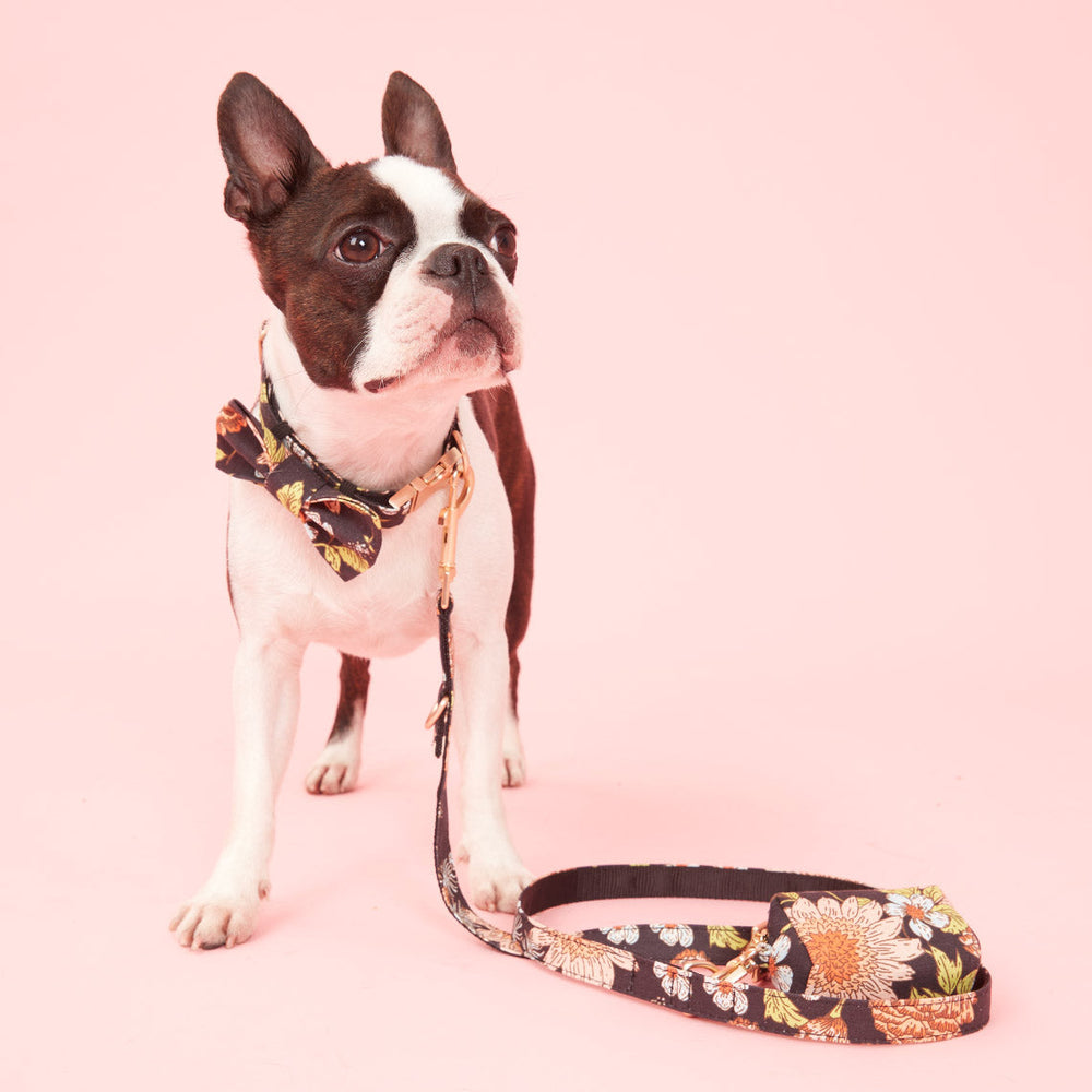 Pooch & Hound | Lead Print Black Floral -  Large | Shut the Front Door