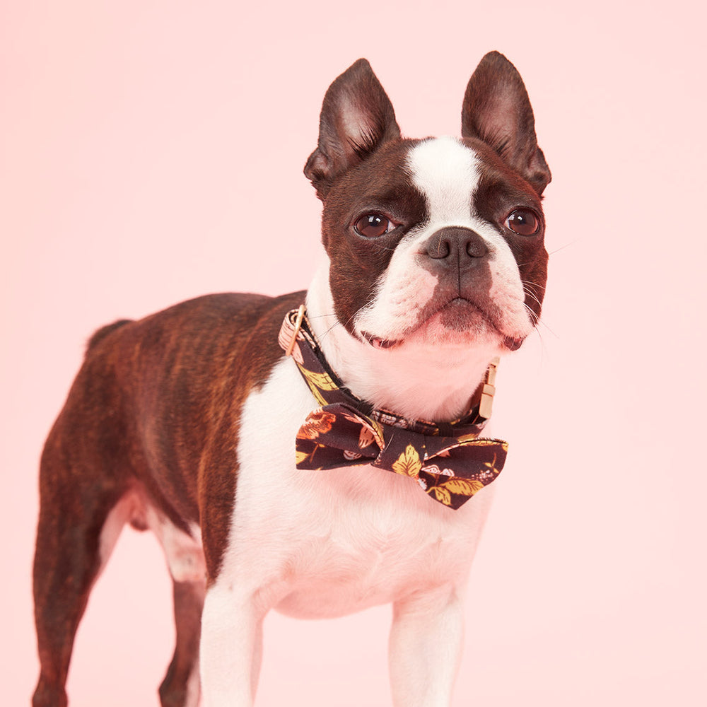 Pooch & Hound | Collar Print Black Floral - Medium | Shut the Front Door