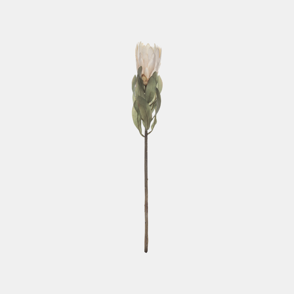 Rogue | Protea Stem - Cream | Shut the Front Door