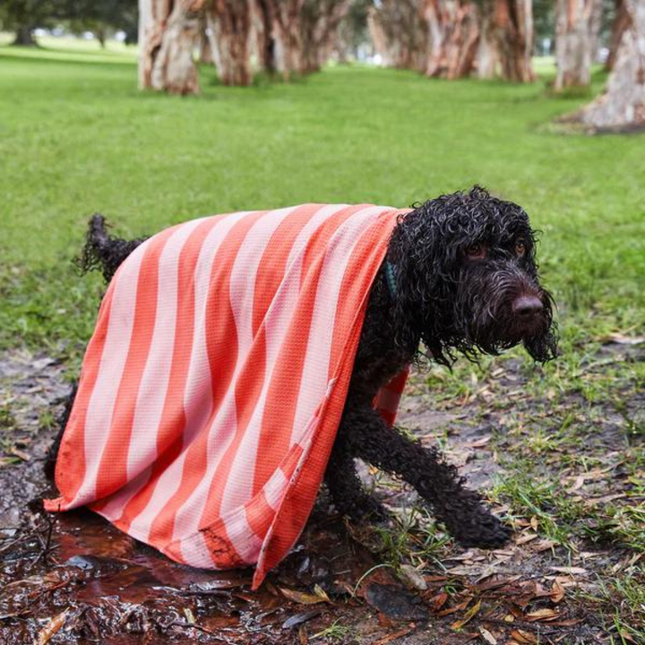 Dock & Bay | Dog Towel Large - Canine Coral | Shut the Front Door