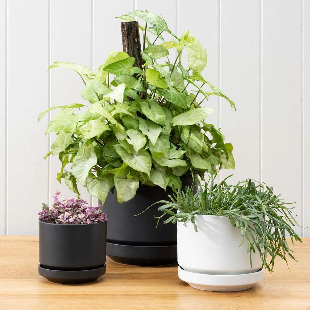 Potted | Zurich Planter - White Large | Shut the Front Door