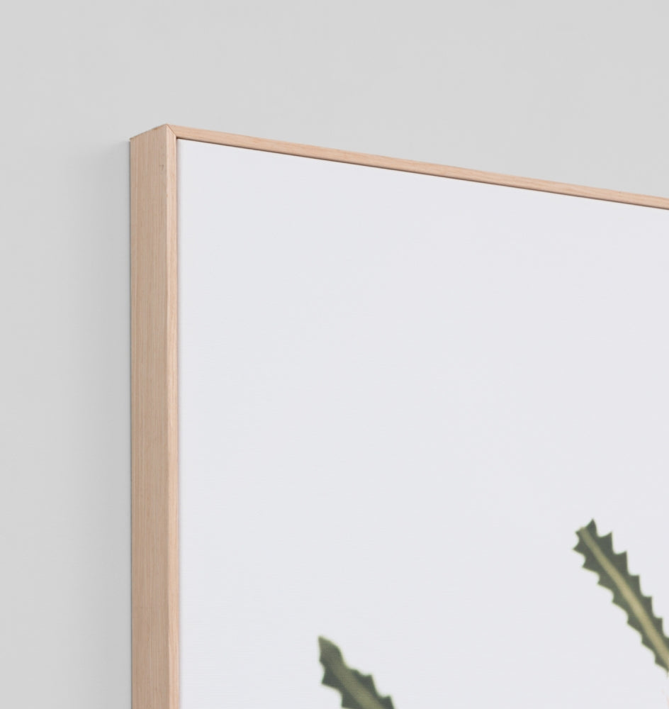 Middle of Nowhere | Framed Canvas Banksia | Shut the Front Door