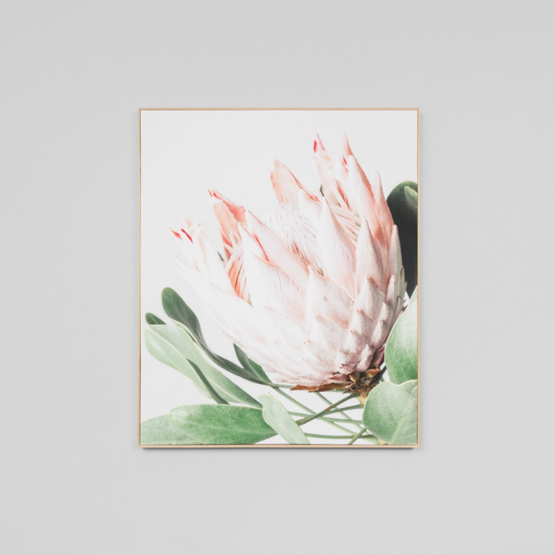 Middle of Nowhere | Framed Canvas Protea Flower | Shut the Front Door